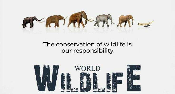 world of wildlife animals